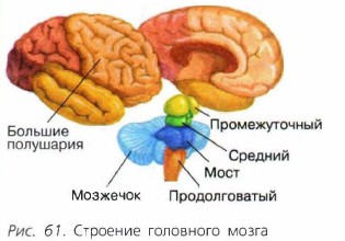 Фото Головного Мозга Человека Строение